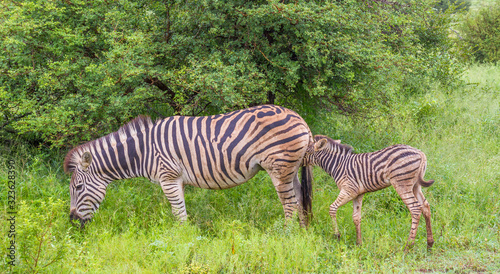 Animal motherhood - interaction between a zebra mare and her foal image in horizontal format