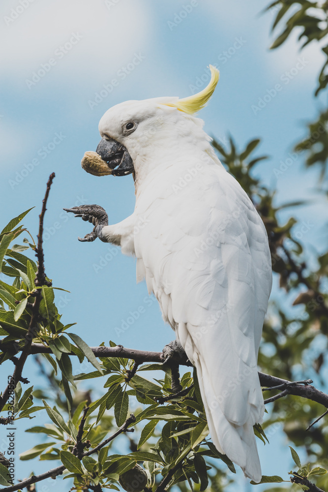 sulphur-crested cockatoo eating fruits from a tree sulphur-crested cockatoo eating fruits from a tree