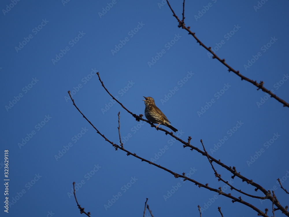 song thrush (Turdus philomelos) singing from tree branch song thrush (Turdus philomelos) singing from tree branch