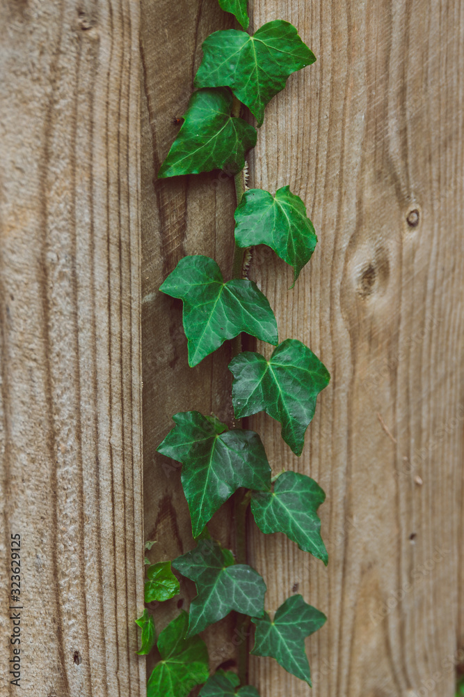 green ivy climber plant growing on wooden fence green ivy climber plant growing on wooden fence