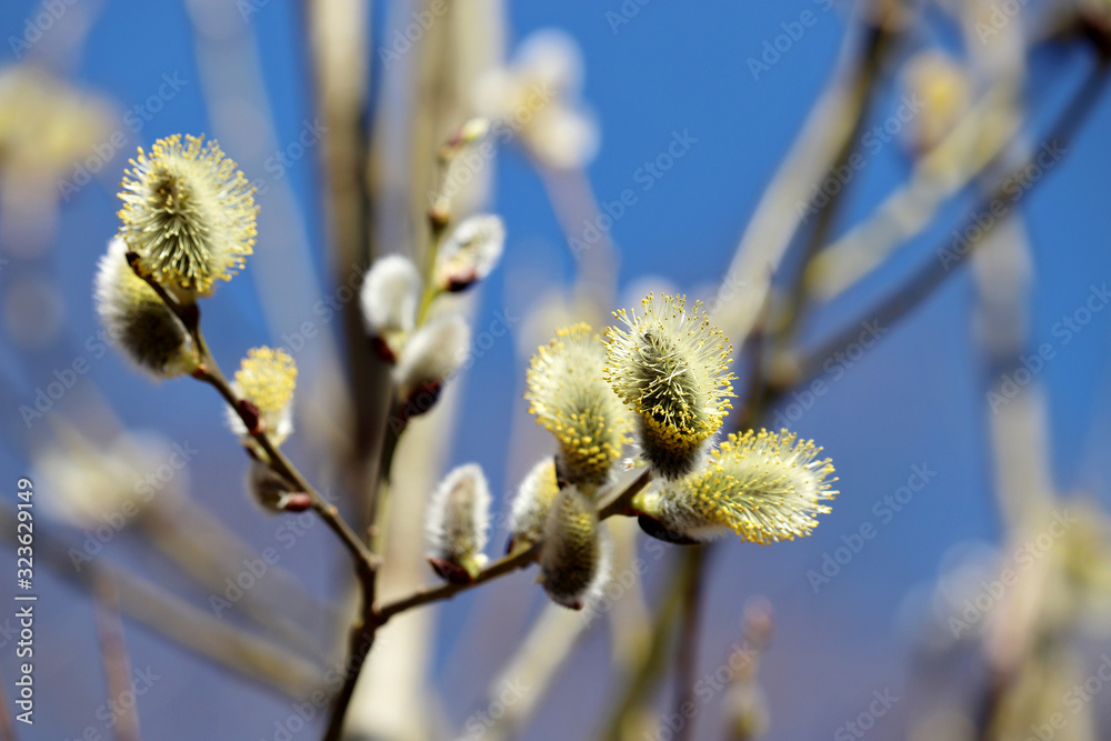 Pussy willow flowers on the branch, blooming verba in spring forest. Palm Sunday symbol, Easter background Pussy willow flowers on the branch, blooming verba in spring forest. Palm Sunday symbol, Easter background