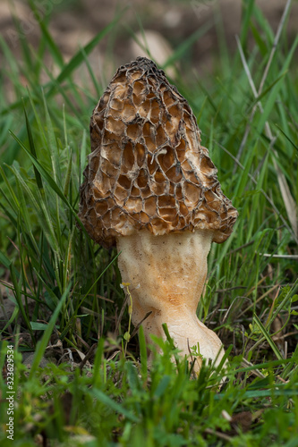 Yellow morilla, Morchella esculenta, growing on the edge of the meadow in the wild.