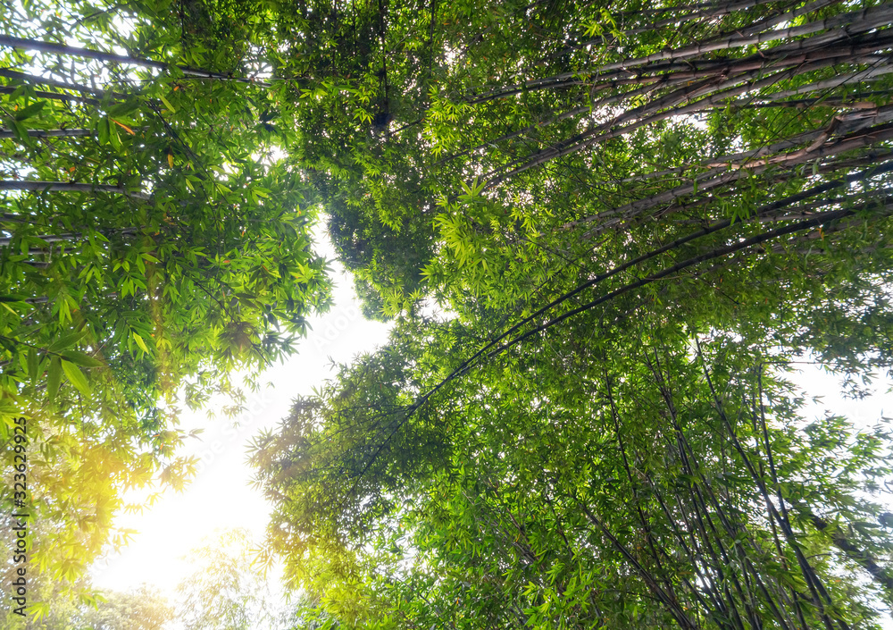 Fototapeta premium Looking up at the lush bamboo forest