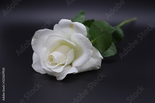 white rose on black background 