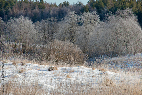 Wallpaper Mural the wood landscape of The Russian snow winter Torontodigital.ca