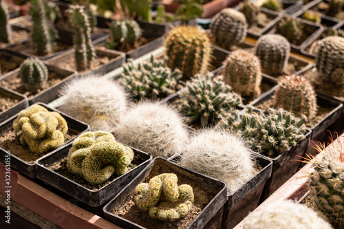 Counter with seedlings of different types of cacti © ok_fotoday
