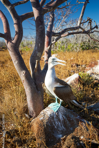 Portrait of Galapagos blue-footed booby bird perching on rock in front of natural scrub island habitat photo