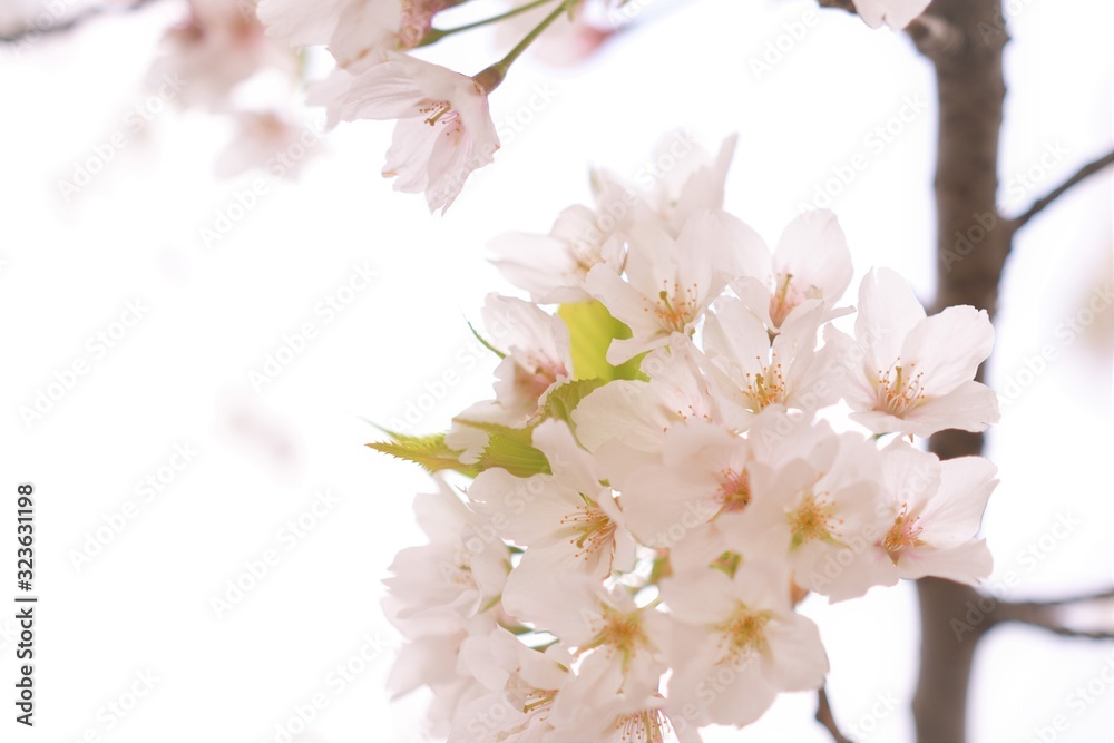 Obraz premium 桜の花