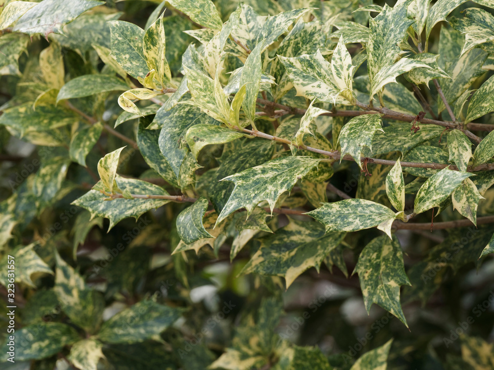 Osmanthus heterophyllus 'Goshiki' variegated False Holly, an attractive shrub with beautiful colors, white, grey-green, yellow and creamy patterns Osmanthus heterophyllus 'Goshiki' variegated False Holly, an attractive shrub with beautiful colors, white, grey-green, yellow and creamy patterns