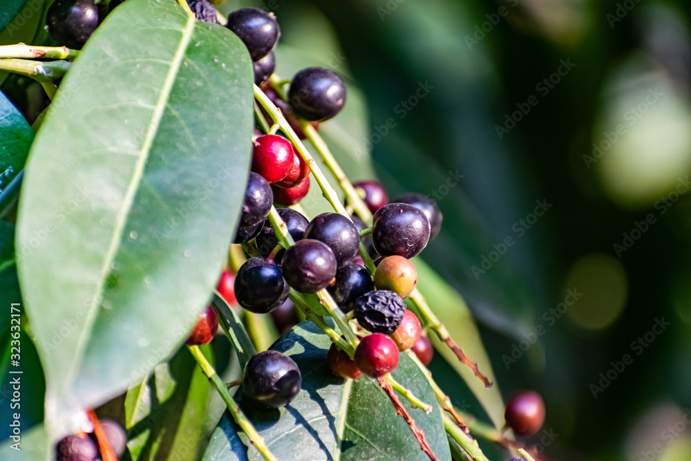 Black and red berries on the tree, like a large shrub with fruits and green leaves Black and red berries on the tree, like a large shrub with fruits and green leaves