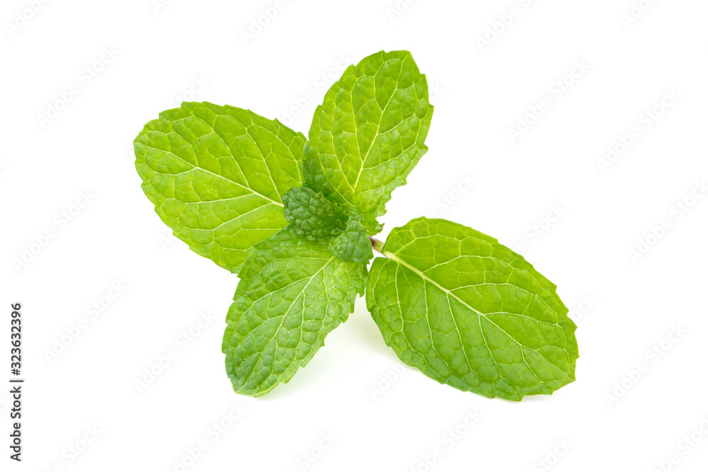Mint leaves isolated on white background. Mint leaves isolated on white background.