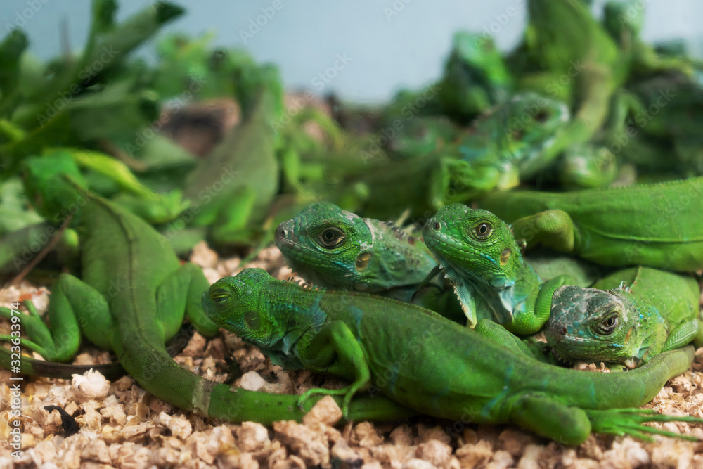 reptil animal of small exotic pet reptil animal of small exotic pet
