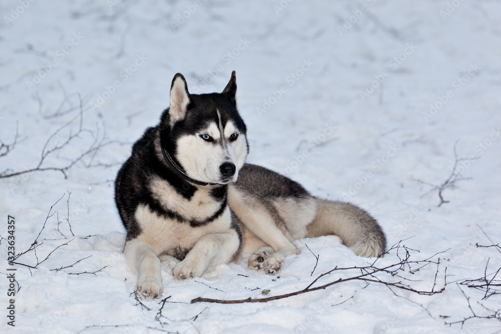 Dog breed Siberian Husky lies on snow in a snowy forest