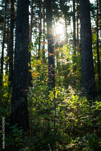 Beautiful autumn forest in the morning sunlight. Selective focus. Shallow depth of field.