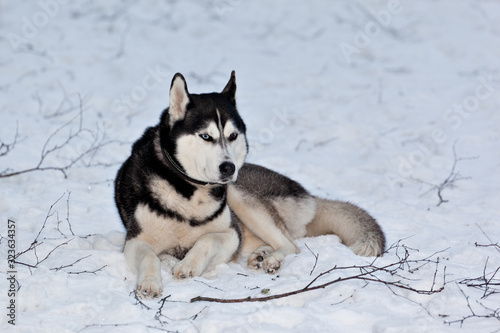 Dog breed Siberian Husky lies on snow in a snowy forest © annatronova