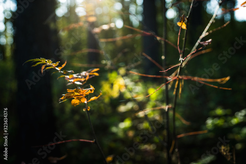 Beautiful autumn forest in the morning sunlight. Selective focus. Shallow depth of field.