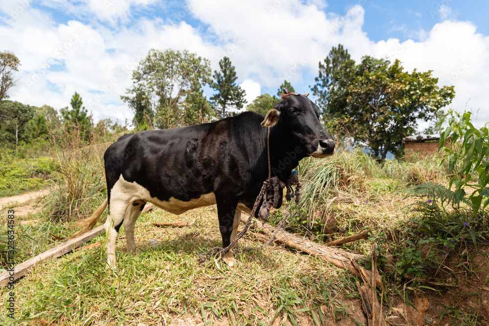 Cow in a Asian tropical pasture land. Black cow with flies. Cow in a Asian tropical pasture land. Black cow with flies.
