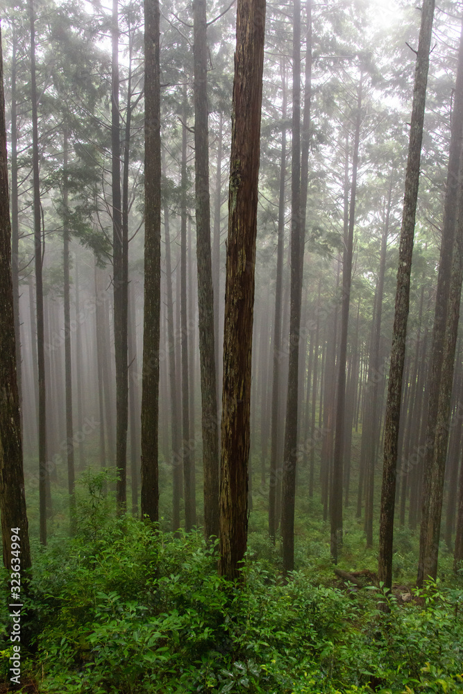 Obraz premium 霧に包まれた奈良の杉林