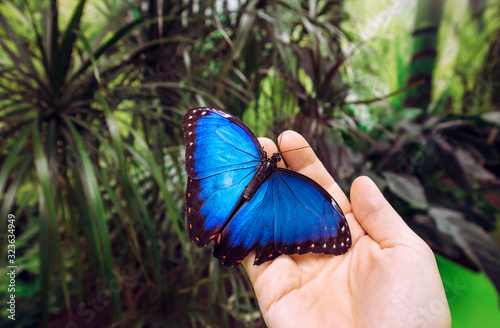 Person holding landed Morpho peleides, the Peleides blue morpho, common morpho or the emperor butterfly on finger in insectarium. photo