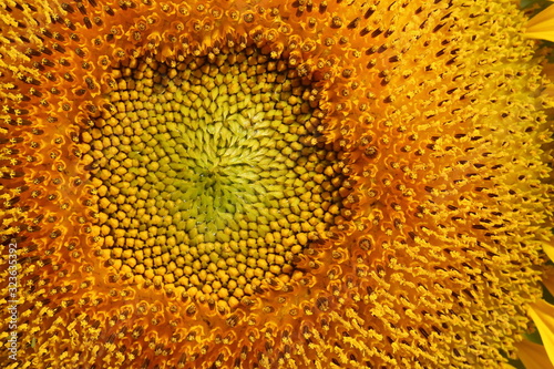 beautiful pollen sunflower flora
