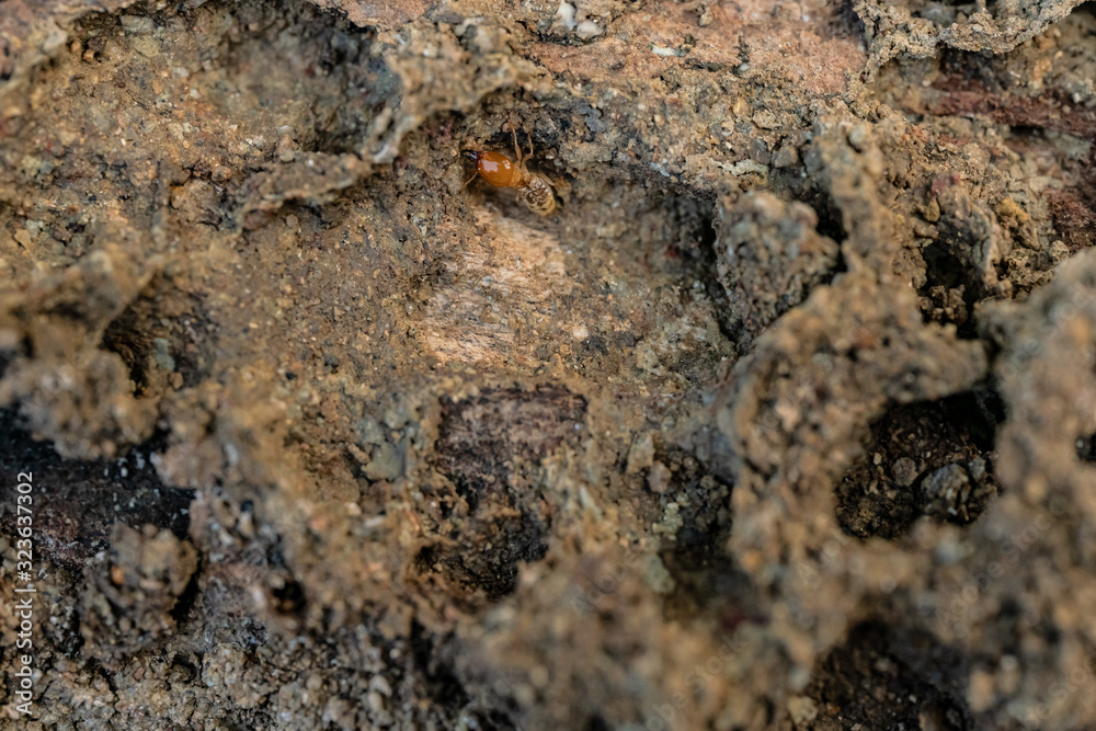 Dry-Wood Termites on the old wood rotting