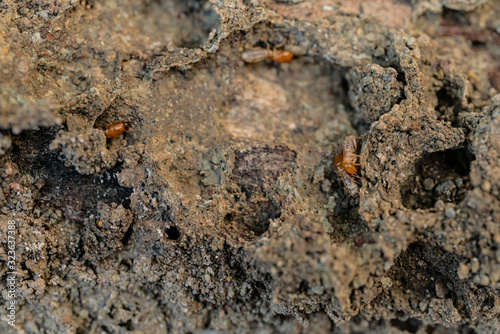 Dry-Wood Termites on the old wood rotting