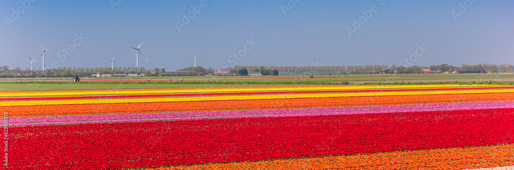 Panorama of colorful tulip fields in Noordoostpolder, Netherlands