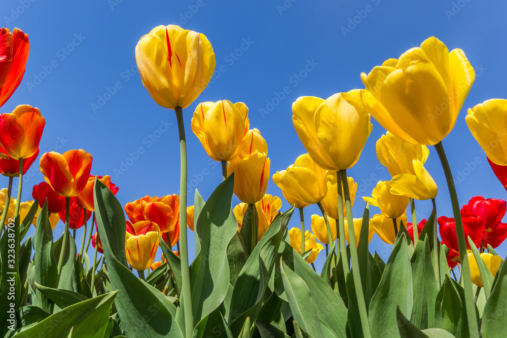 Obraz premium Red and yellow tulips againt a blue sky in The Netherlands