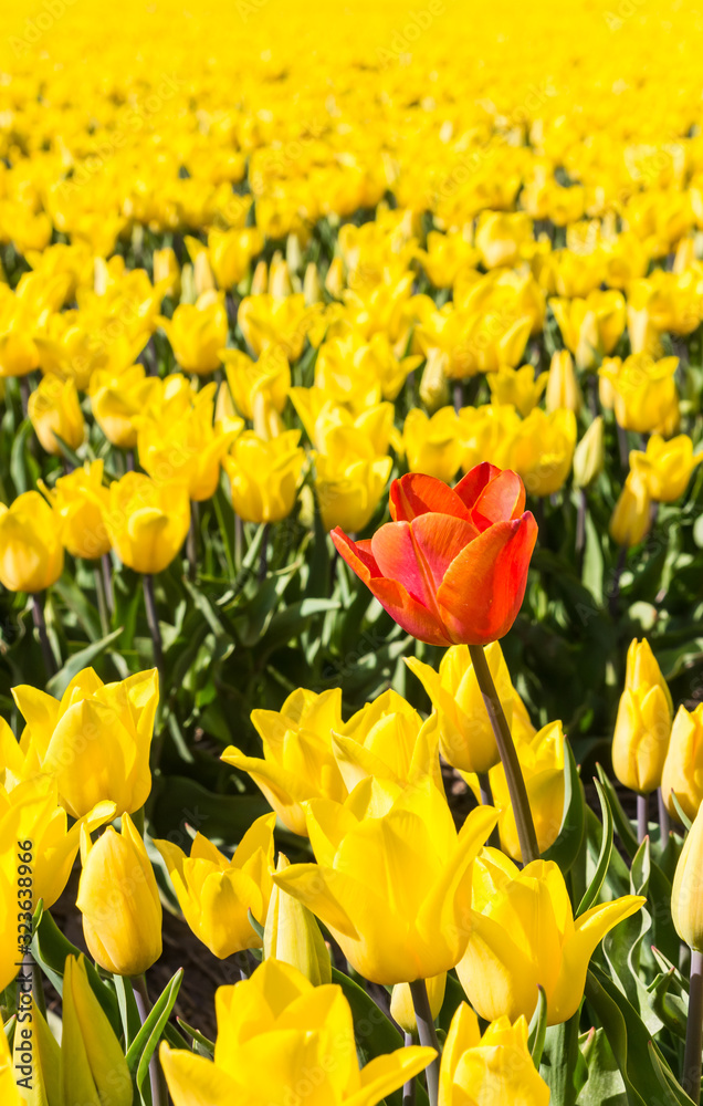 Obraz premium Single red tulip in a field of yellow tulips in The Netherlands