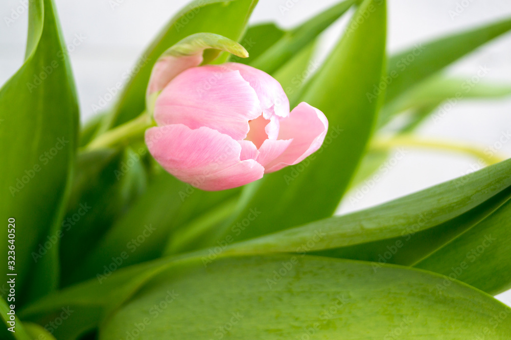 Fototapeta premium Spring flowers. Pink blooming tulips close up.