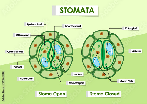 Diagram showing stomata on green plant
