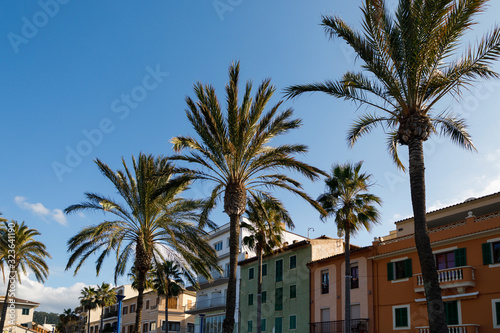 Palm trees along the street of the Andratx port © castenoid