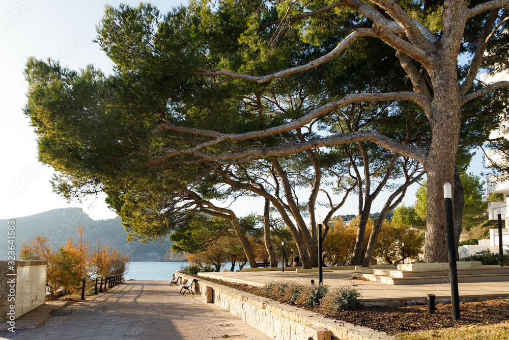 Big branchy tree on the sea promenade of Camp de Mar resort town