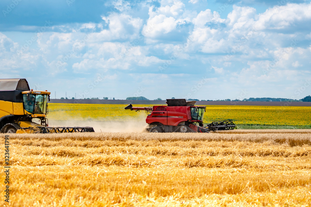 Fototapeta premium Two farm combines in the field are harvesting wheat. A field of sunflowers and a blue sky with clouds on the background.