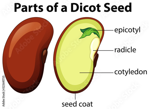 Diagram showing parts of dicot seed on white background photo