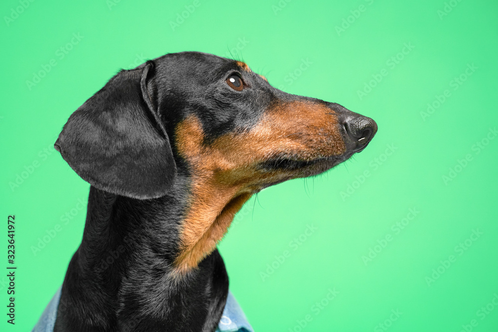 black and tan dachshund portrait seen from the side on a green background