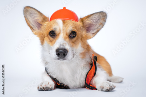 Cute red and white corgi lays on the floor, wearing bright orange safety construction helmet  on white background.Guest worker © Masarik