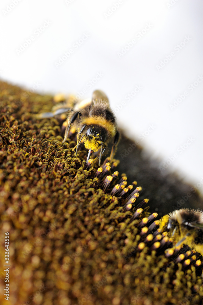 Hummel und Sonnenblume beim Pollen Nektar Sammeln Hummel und Sonnenblume beim Pollen Nektar Sammeln