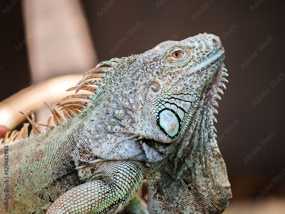 Fototapeta premium A male green iguana or american iguana with spines and dewlap a large neck bag