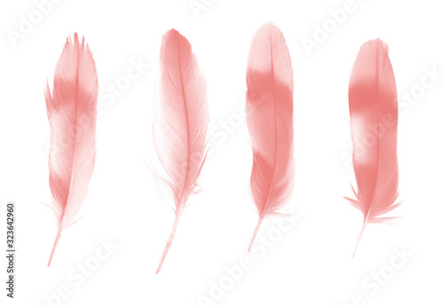 Beautiful collection light pink feather isolated on white background © nadtytok28