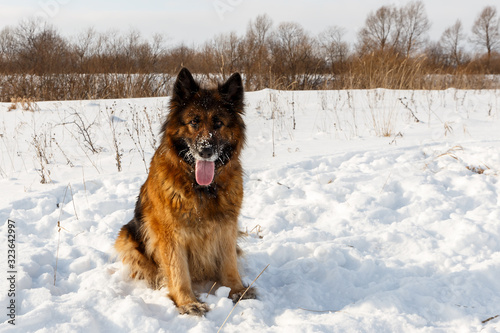 German shepherd dog sitting in the snow on a winter day