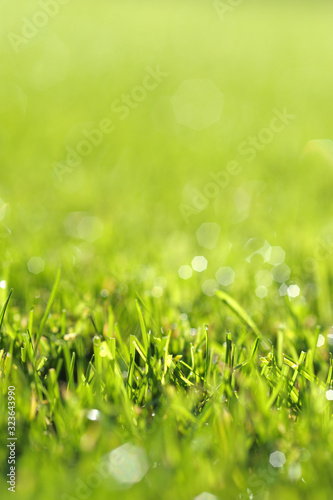 Saftig und frisch grüner Rasen Nahaufnahme mit Bokeh und schönen Lichtreflexionen