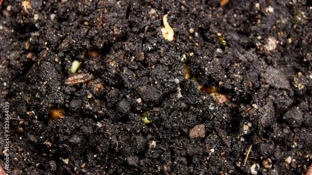 Mung beans germination on black background. Timelapse 4K 