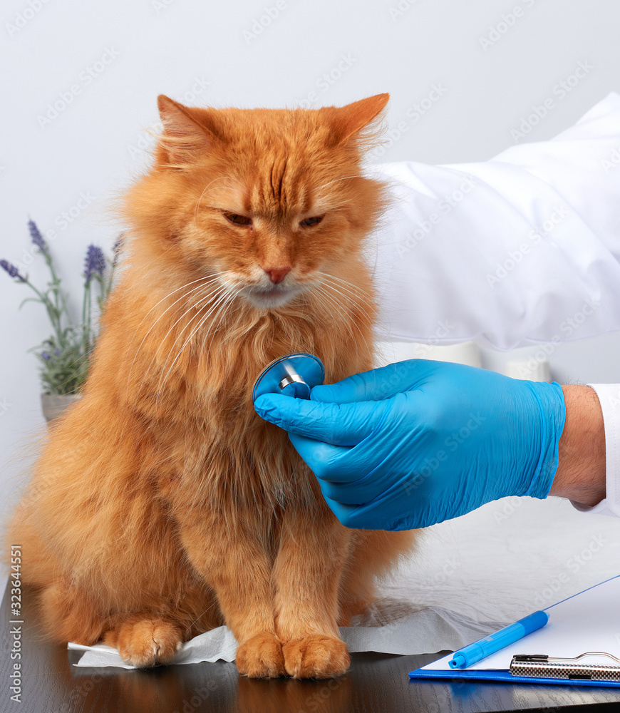 veterinarian man in a white medical coat and blue sterile gloves sits at a table and examines an adult fluffy red cat veterinarian man in a white medical coat and blue sterile gloves sits at a table and examines an adult fluffy red cat
