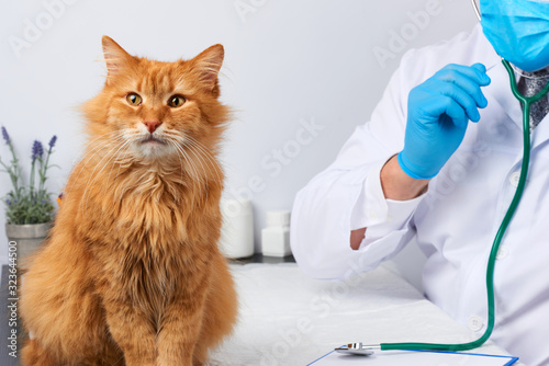 Fototapeta Naklejka Na Ścianę i Meble -  male vet in a white medical coat sits at a table and examines an adult fluffy red cat