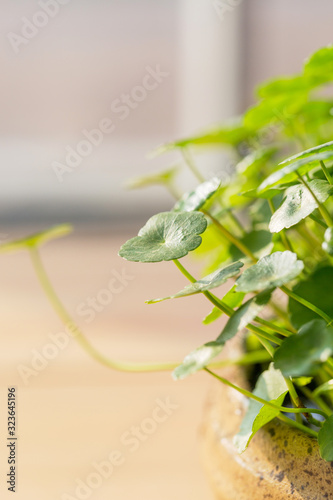 Macro closeup of green round leaves of garden mushroom，Hydrocotyle vulgaris