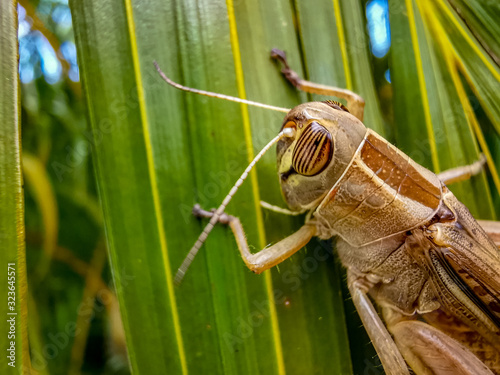 Grasshopper on a green leaf. Mauritius 2020