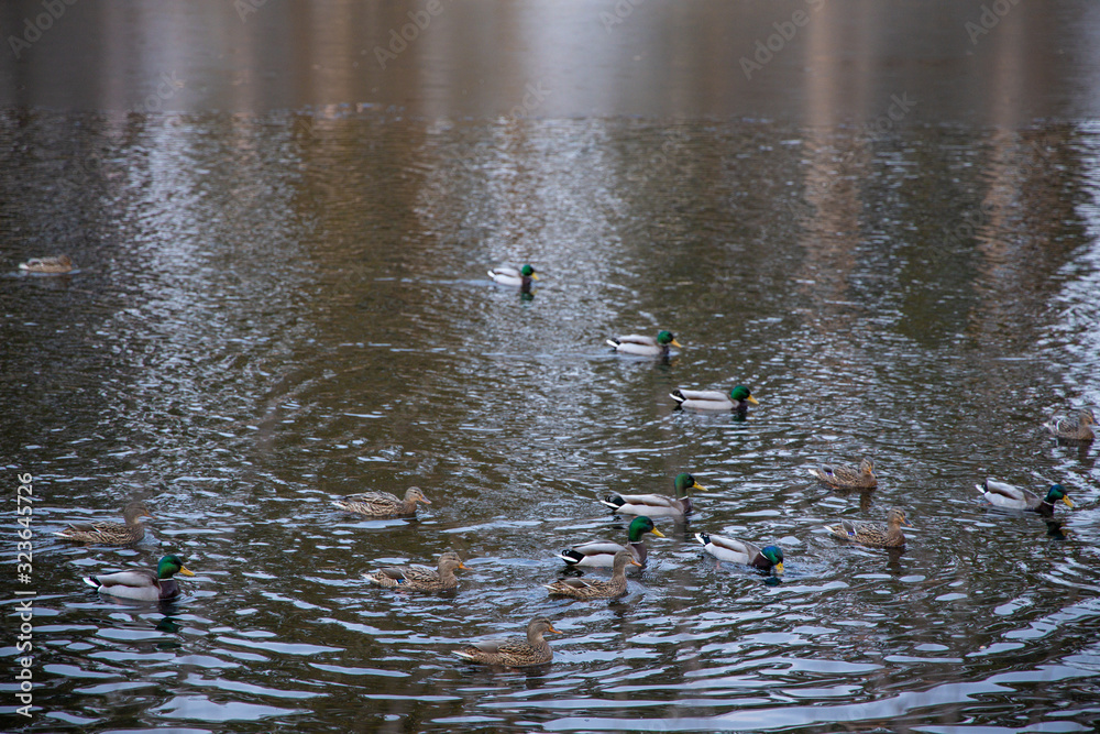 Fototapeta premium Ducks swim in the lake.