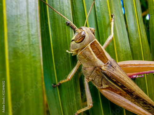 Grasshopper on a green leaf. Mauritius 2020