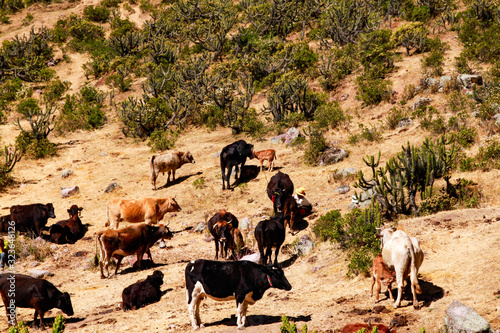 High country cows in desert 